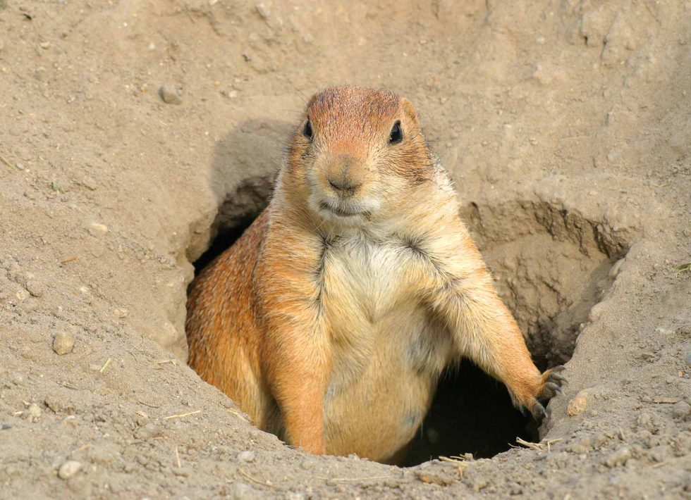 People for Native Ecosystems