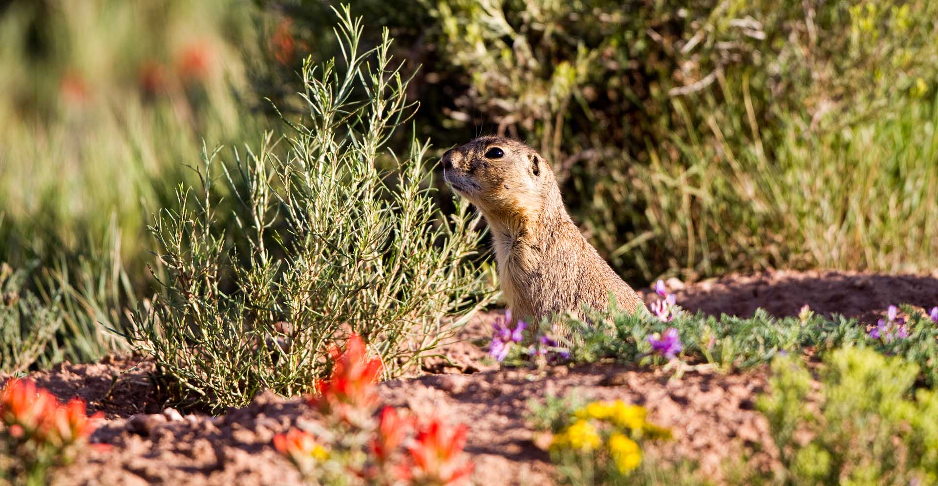 can prairie dogs eat celery