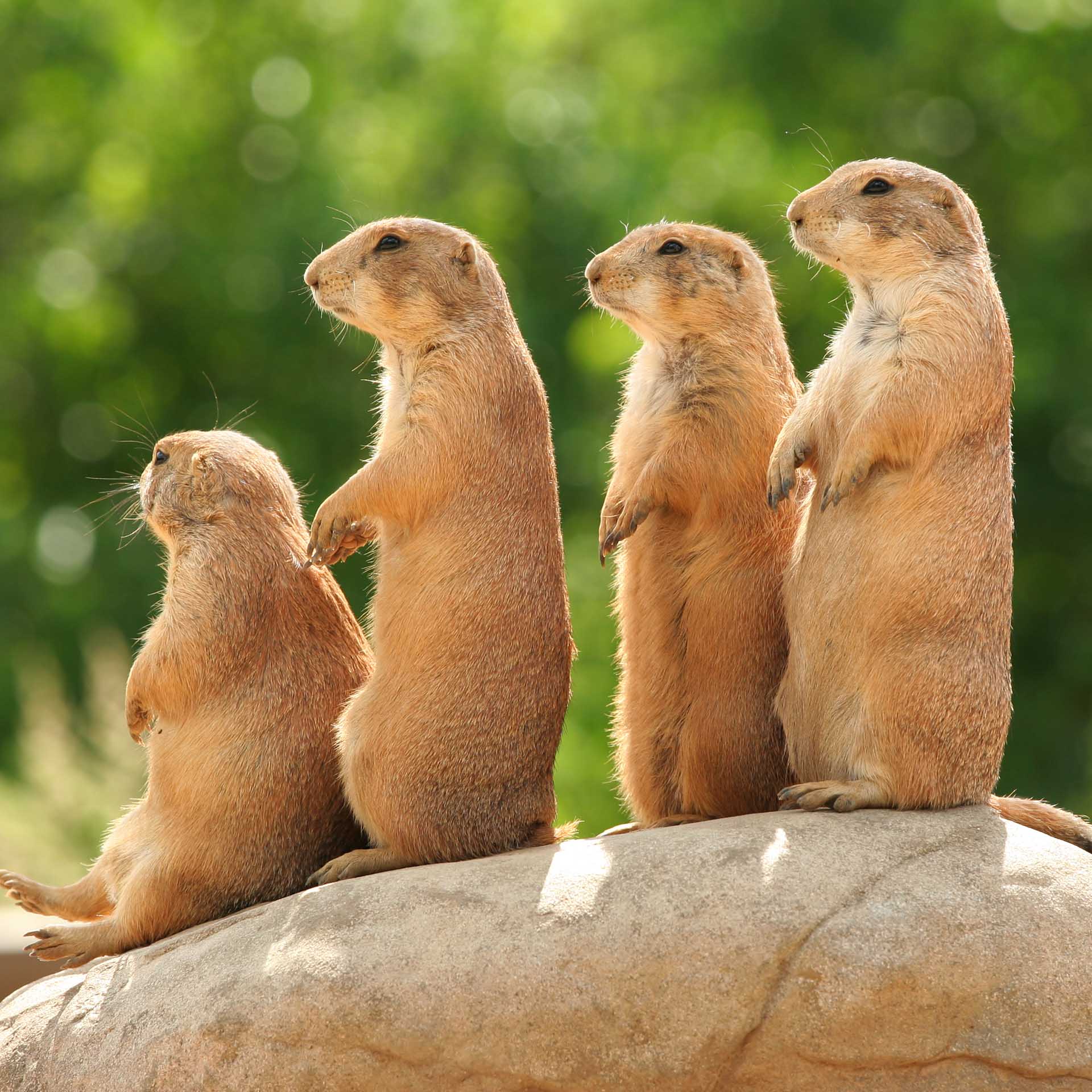 are prairie dogs fast